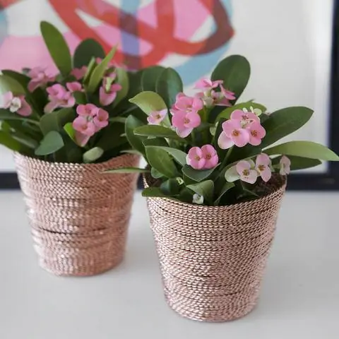 Розовый цветущий шип Христа