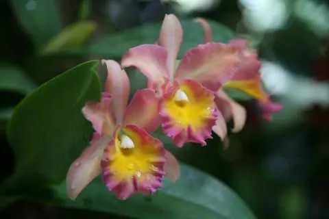Каттлея с розово-желтыми цветками