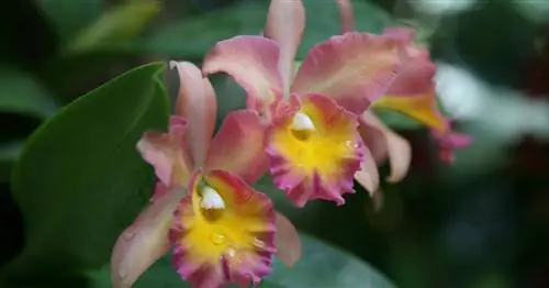 Зимнецветущие комнатные растения: магия цветов в темное время года