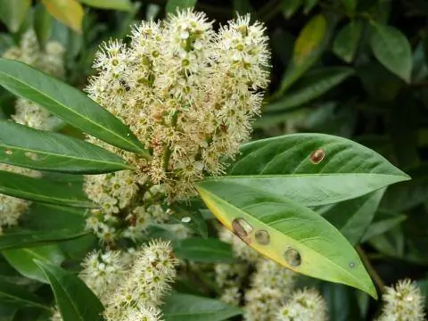 Болезнь дробовика на вишнёвом лавре