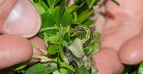 Наиболее распространенные проблемы защиты растений в нашем сообществе Facebook