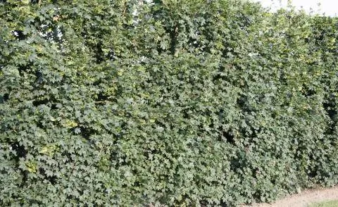 живая изгородь из полевого клена