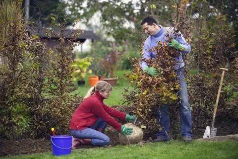 Посадить живую изгородь из граба