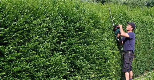 Быстрорастущие живые изгороди: лучшие растения для быстрого уединения