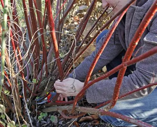 Обрезать кизил