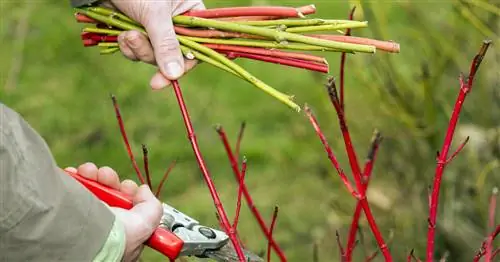 Размножение кизила: методы