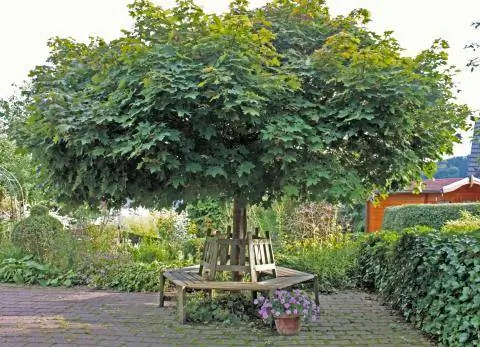 Кленовый глобус