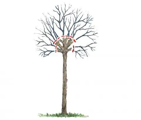 Вырезать шаровое дерево