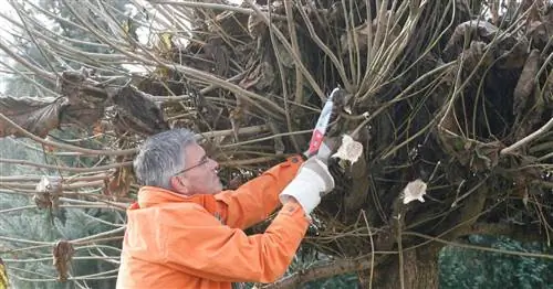 Правильно обрезанные сферические деревья