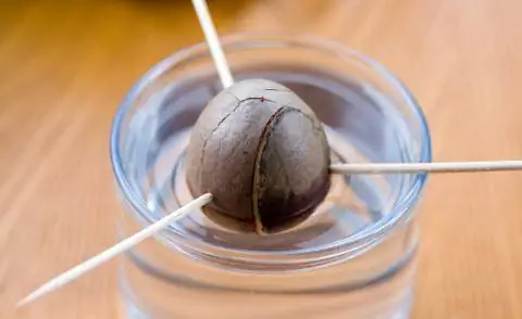 Замочить косточку авокадо в воде