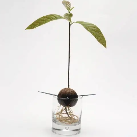 Семя авокадо с корнями и листьями