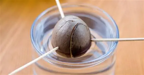 От сердцевины до растения авокадо