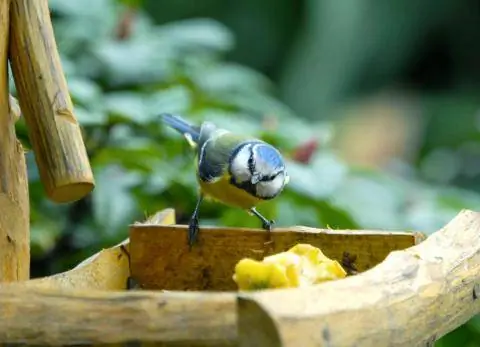 Тит помогает себе в кормушке для птиц