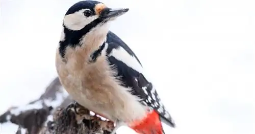 Час зимних птиц: участников много, птиц мало