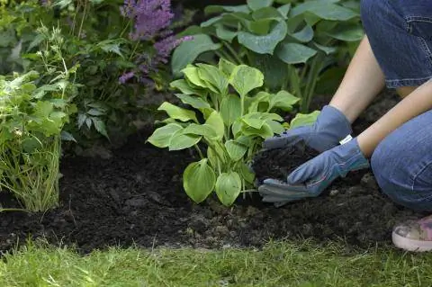 перегной коры