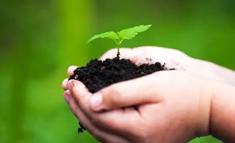 Держит молодое растение в руке