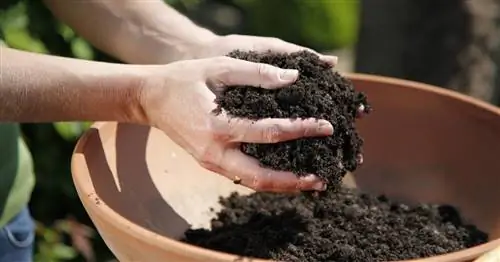 Земля без торфа: как поддержать окружающую среду