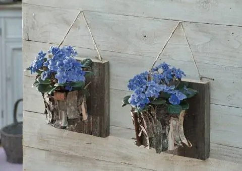 Береста и африканская фиалка