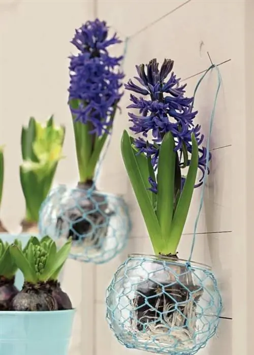 Гиацинты в проволочных корзинах