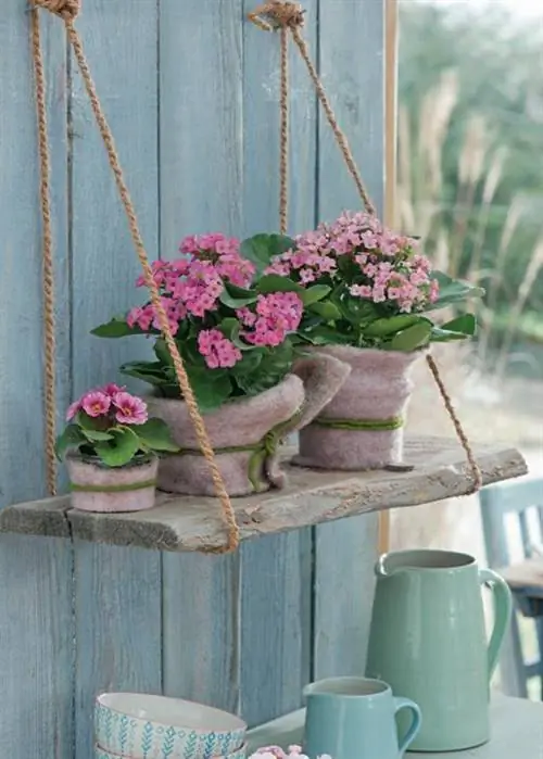 Кэти и мини примула