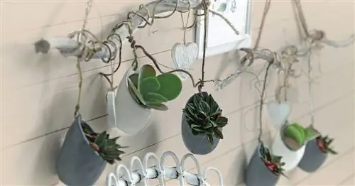 Оформление стен растениями