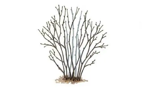 куст лесного ореха