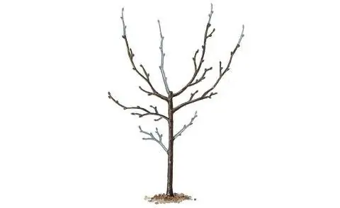 Обрезать деревья фундука