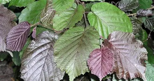 Правильно срезанные кусты фундука