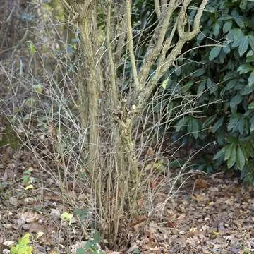 Омолаживающая стрижка на дейции