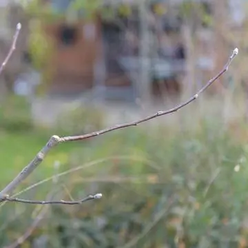 производная ветвь