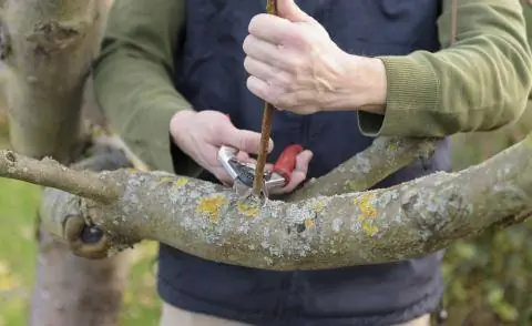 Удалить водяные побеги с яблони