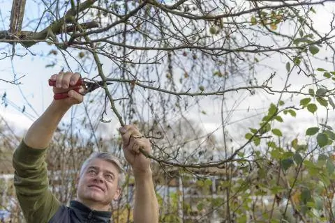 Омолодить плодовую древесину на яблоне