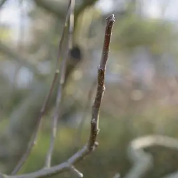 Срез бокового побега на внешнем глазке