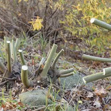 Наденьте иву на палку