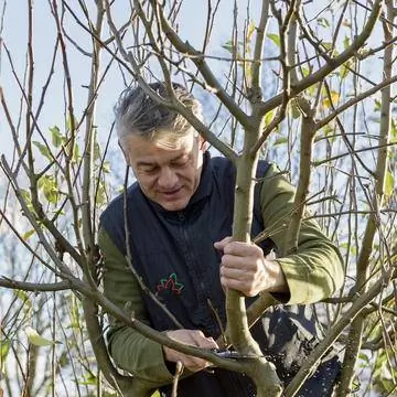 Удаление вторичной кроны на яблоне