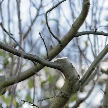 Удалена вторичная крона на яблоне.
