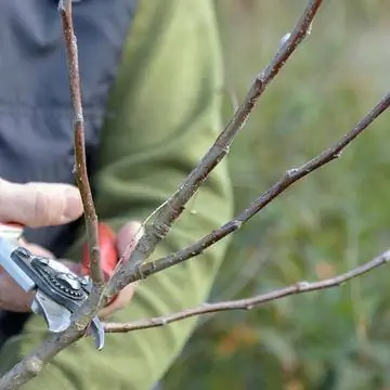 производная ветвь