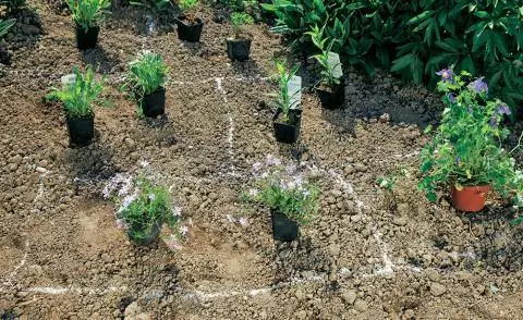 расстояние между растениями