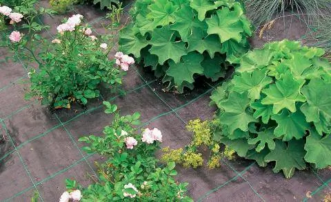 Многолетняя грядка с сорняками