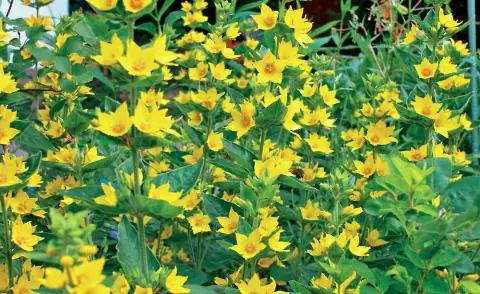 желтый вербейник