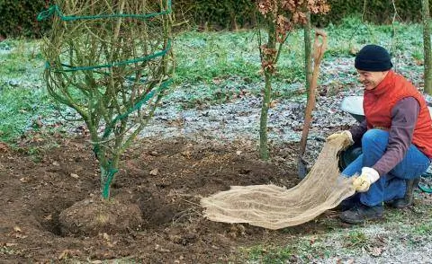 Пересадка веретеновидного кустарника