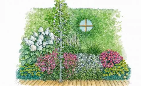 Живая изгородь из граба с глазком