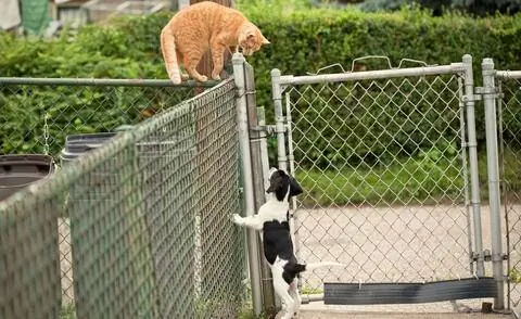 Кошка и собака у садового забора