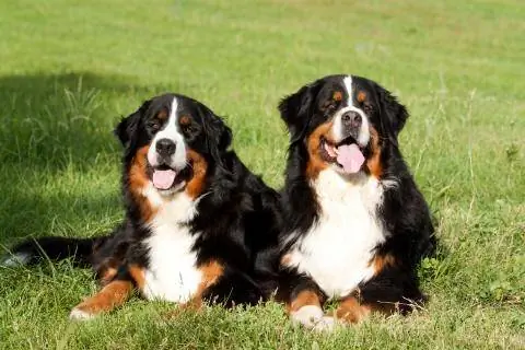 Бернские зенненхунды в саду