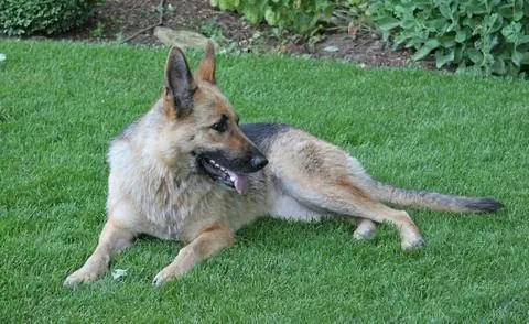 немецкая овчарка в саду