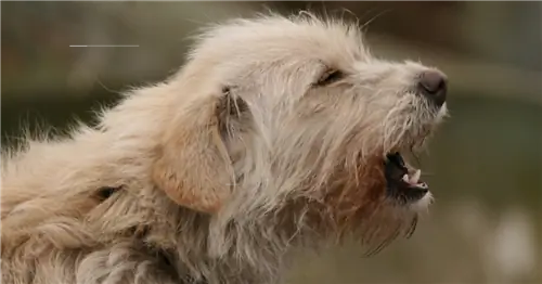 Споры о собаках в саду