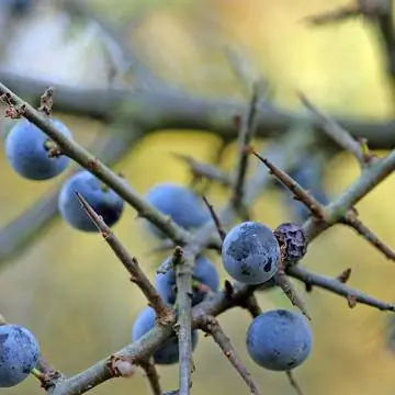 Ветка терна с шипами