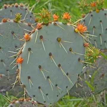 Колючий кактус опунция