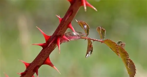 Колючки или шипы? Вот как определить разницу