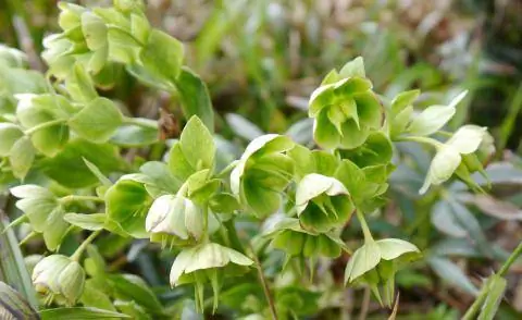 Морозник вонючий Helleborus foetidus